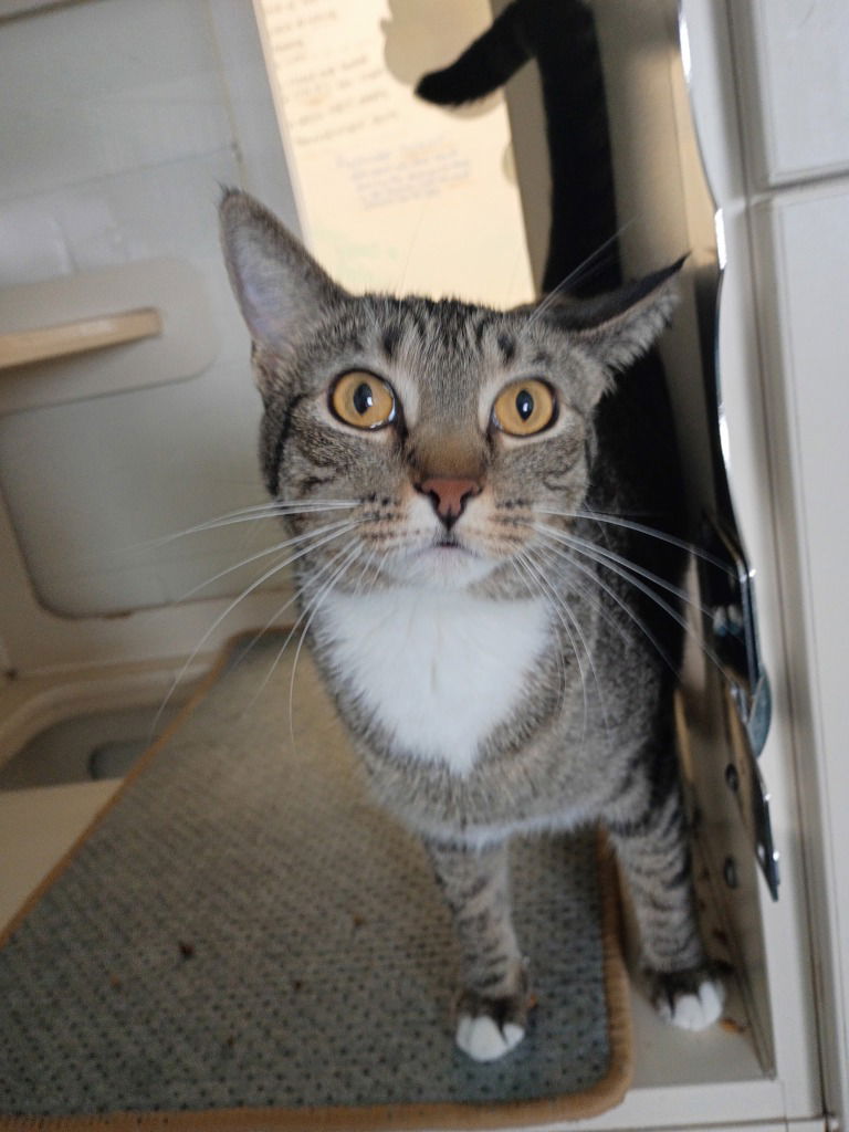 adoptable Cat in Muskegon, MI named Audrey