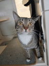 adoptable Cat in  named Audrey