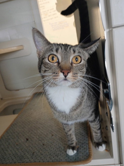 picture of the cat needing adoption