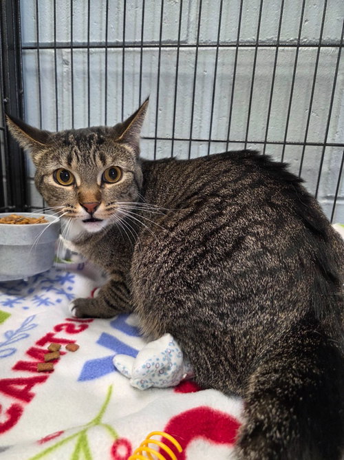 AUDREY - Domestic Short Hair available for adoption
