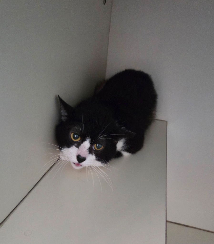 adoptable Cat in Muskegon, MI named Jack