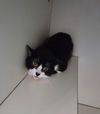 adoptable Cat in  named Jack