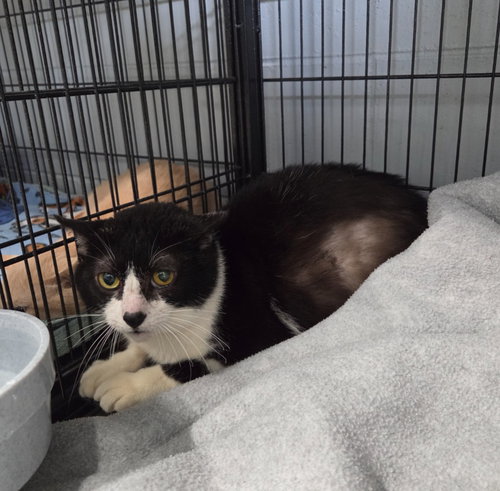 JACK - Domestic Short Hair available for adoption