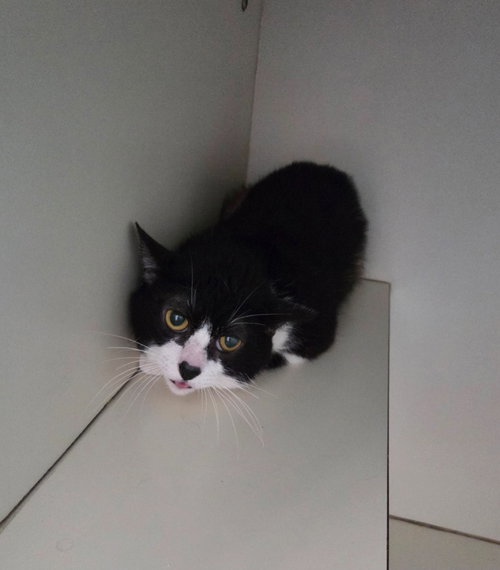 JACK - Domestic Short Hair available for adoption
