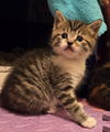 adoptable Cat in  named Biscuit