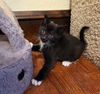 adoptable Cat in  named Oreo