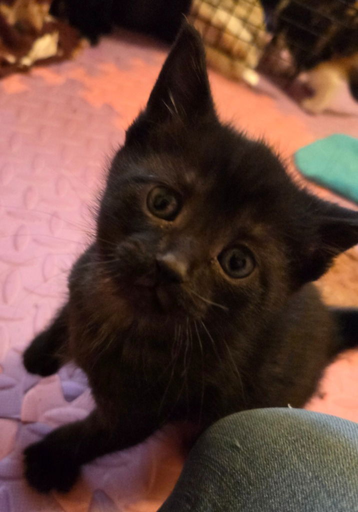 adoptable Cat in Muskegon, MI named Muffin