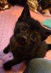 adoptable Cat in  named Muffin