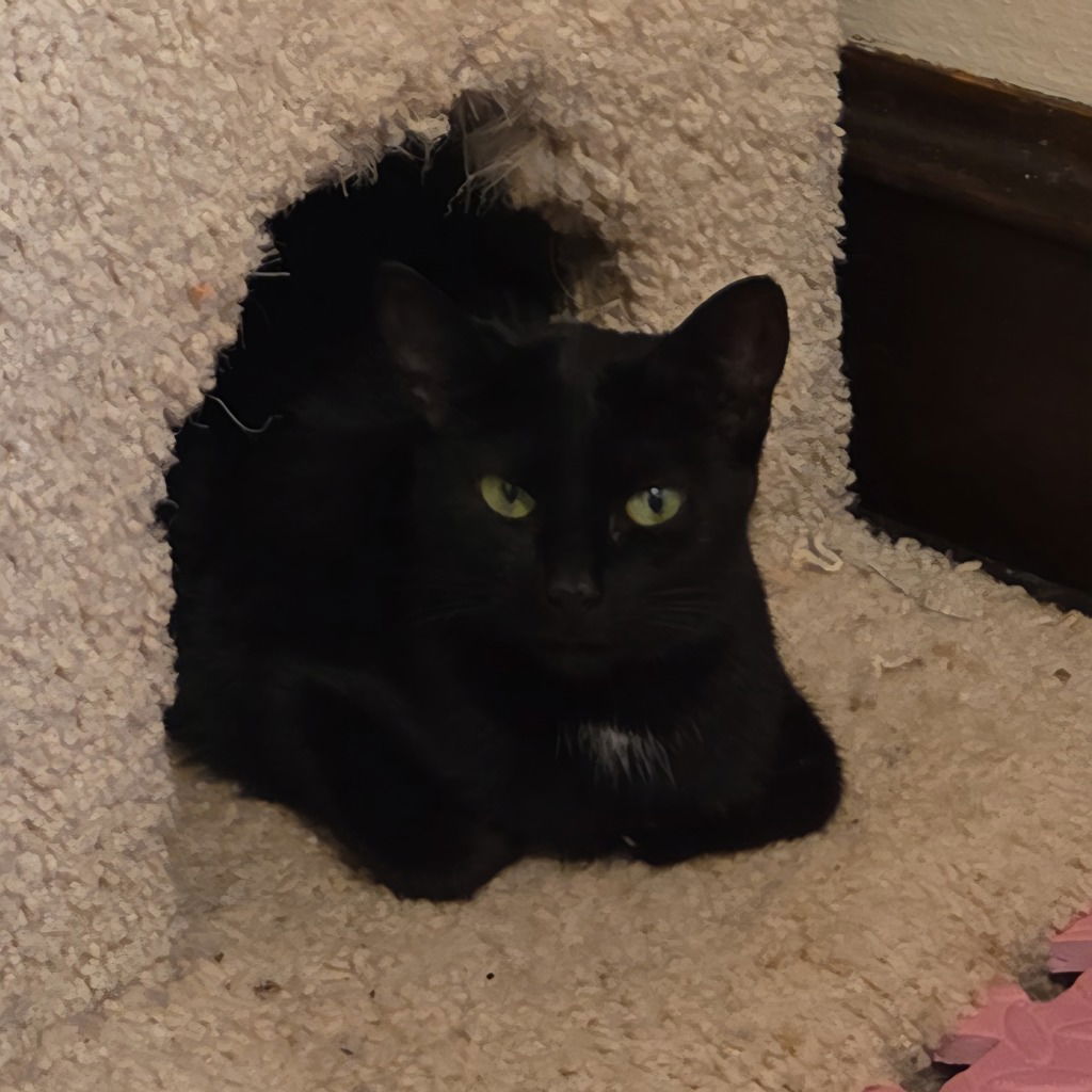 adoptable Cat in Muskegon, MI named Spot