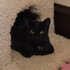 adoptable Cat in  named Spot
