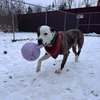 Snoopy - Photo 2