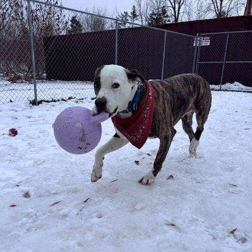 SNOOPY - Pit Bull Terrier available for adoption