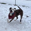 Snoopy - Photo 4