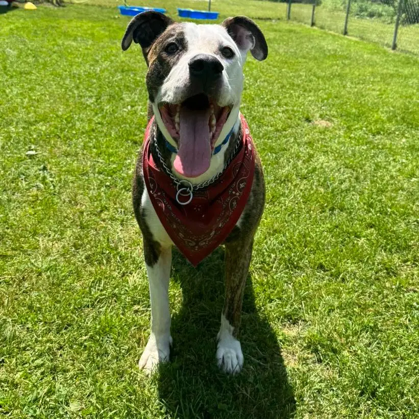 Snoopy - Pit Bull Terrier