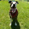 Snoopy - Photo 1