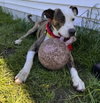 Snoopy - Photo 2