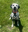 adoptable Dog in muskegon, MI named Turbo