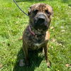 adoptable Dog in muskegon, MI named Pebbles