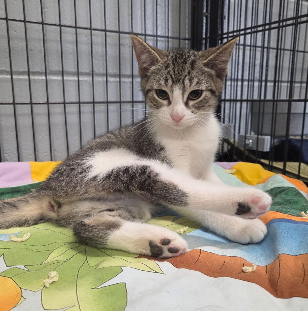 adoptable Cat in Muskegon, MI named Frannie