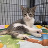 adoptable Cat in muskegon, MI named Frannie