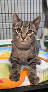 adoptable Cat in muskegon, MI named Frank