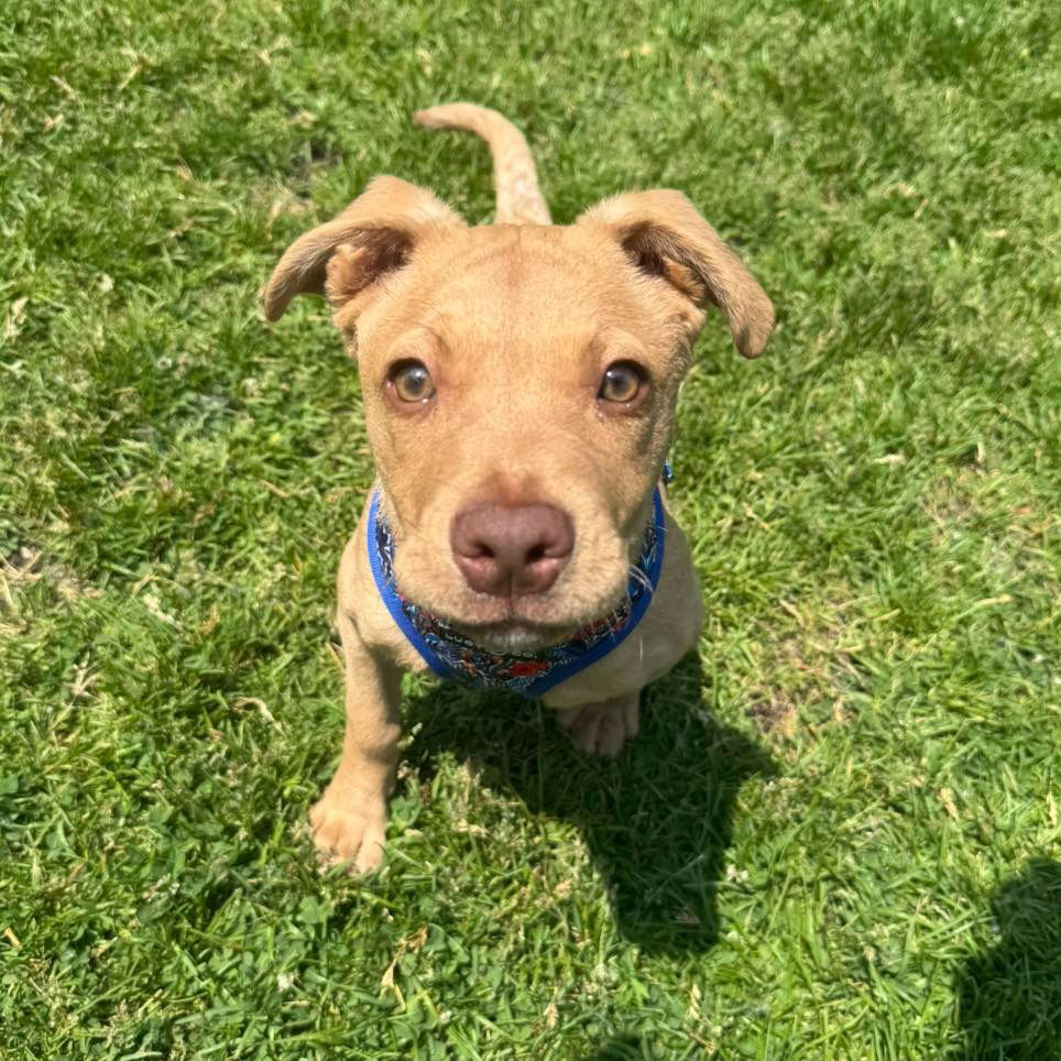 adoptable Dog in Muskegon, MI named Nala
