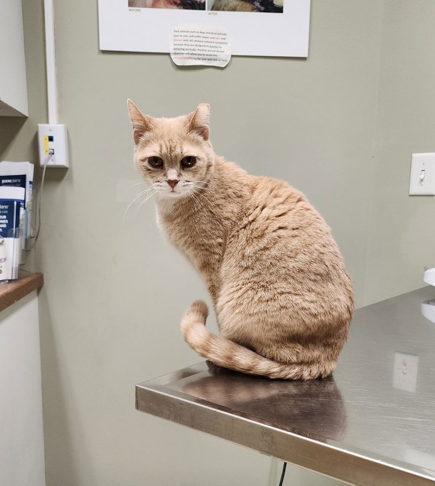 adoptable Cat in Muskegon, MI named Penny