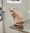 adoptable Cat in , MI named Penny