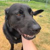 adoptable Dog in , MI named Mack