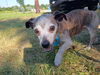 adoptable Dog in  named Woody