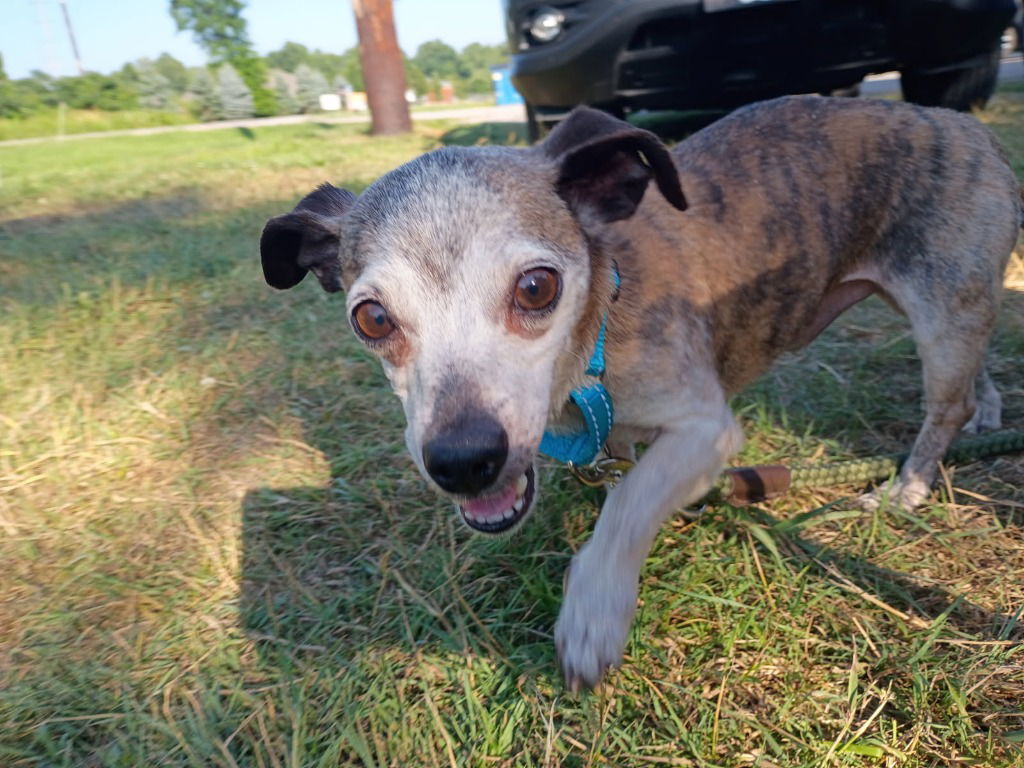 adoptable Dog in Muskegon, MI named Woody