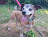 adoptable Dog in  named Buzz