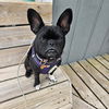 adoptable Dog in muskegon, MI named Lucy
