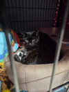 Sassie - Photo 2