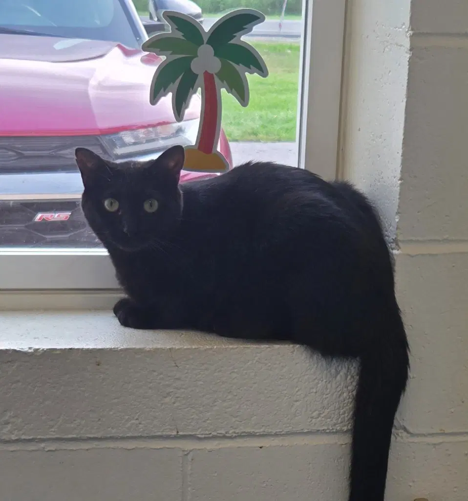 Sassie - Domestic Short Hair