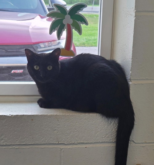 picture of the cat needing adoption