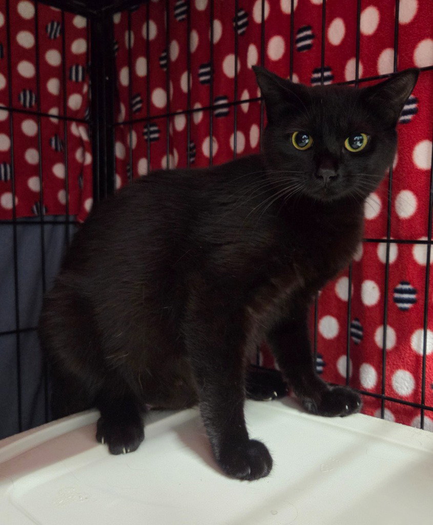 Sassie, photo 2