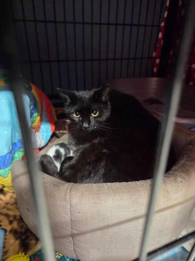 Sassie image 3