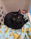 Waffles - Photo 1