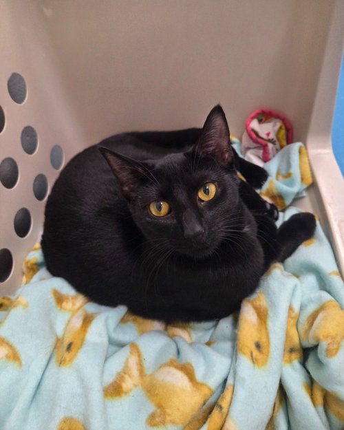 picture of the cat needing adoption