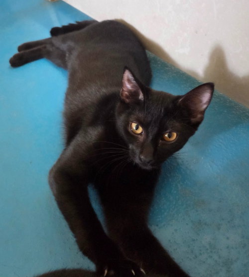 WAFFLES - Domestic Short Hair available for adoption
