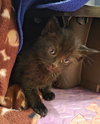 Waffles - Photo 3