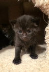 Waffles - Photo 4