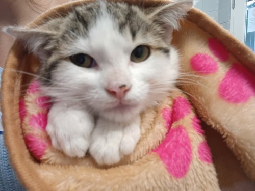 picture of the cat needing adoption