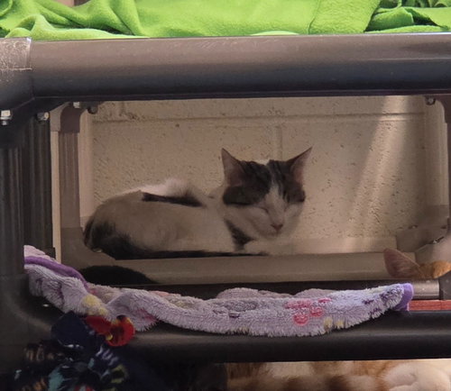 picture of the cat needing adoption