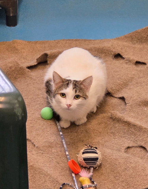 GEORGIA - Domestic Medium Hair available for adoption