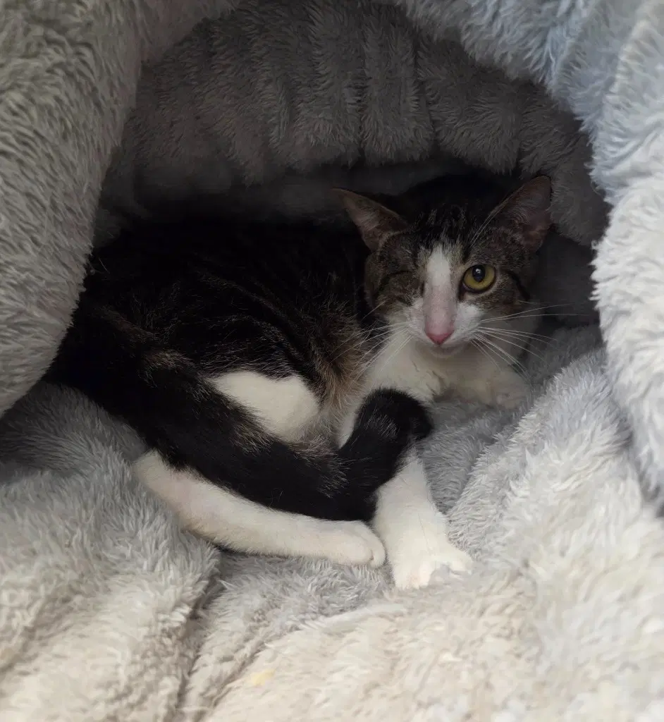 Uno - Domestic Short Hair
