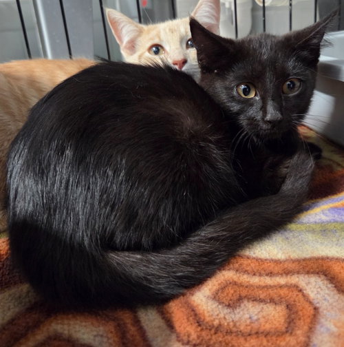 picture of the cat needing adoption