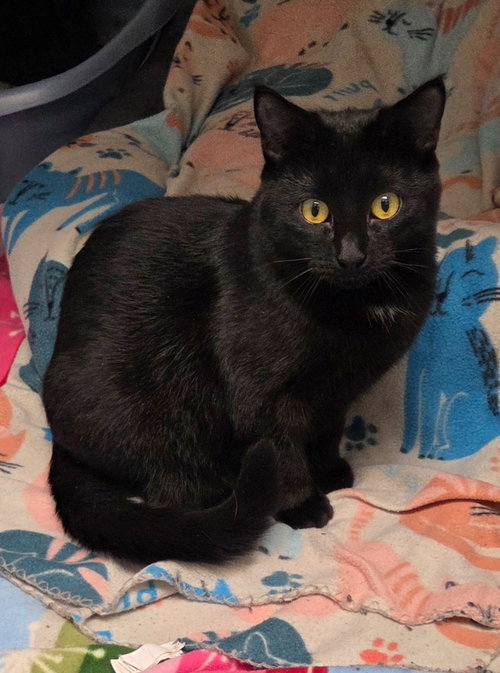 picture of the cat needing adoption