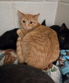 Louie - Photo 1